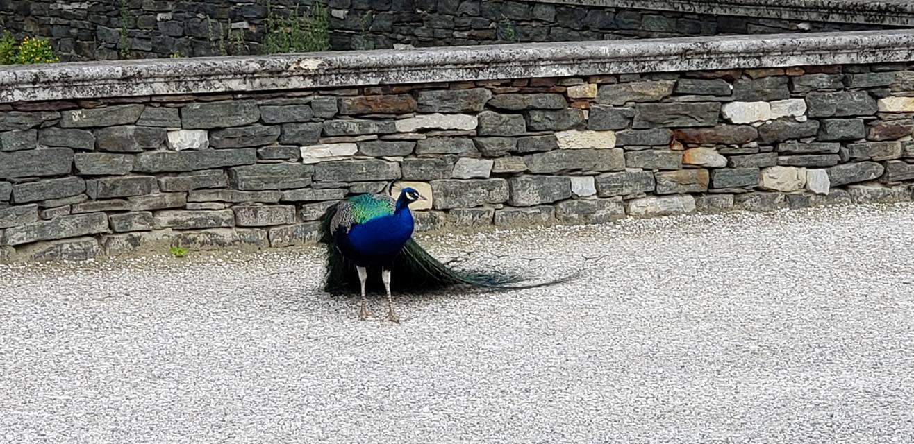 Flat Rose Travels Landy Graz Austria Petey June 2018
