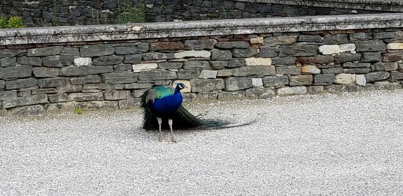 Flat Rose Travels Landy Graz Austria Petey June 2018