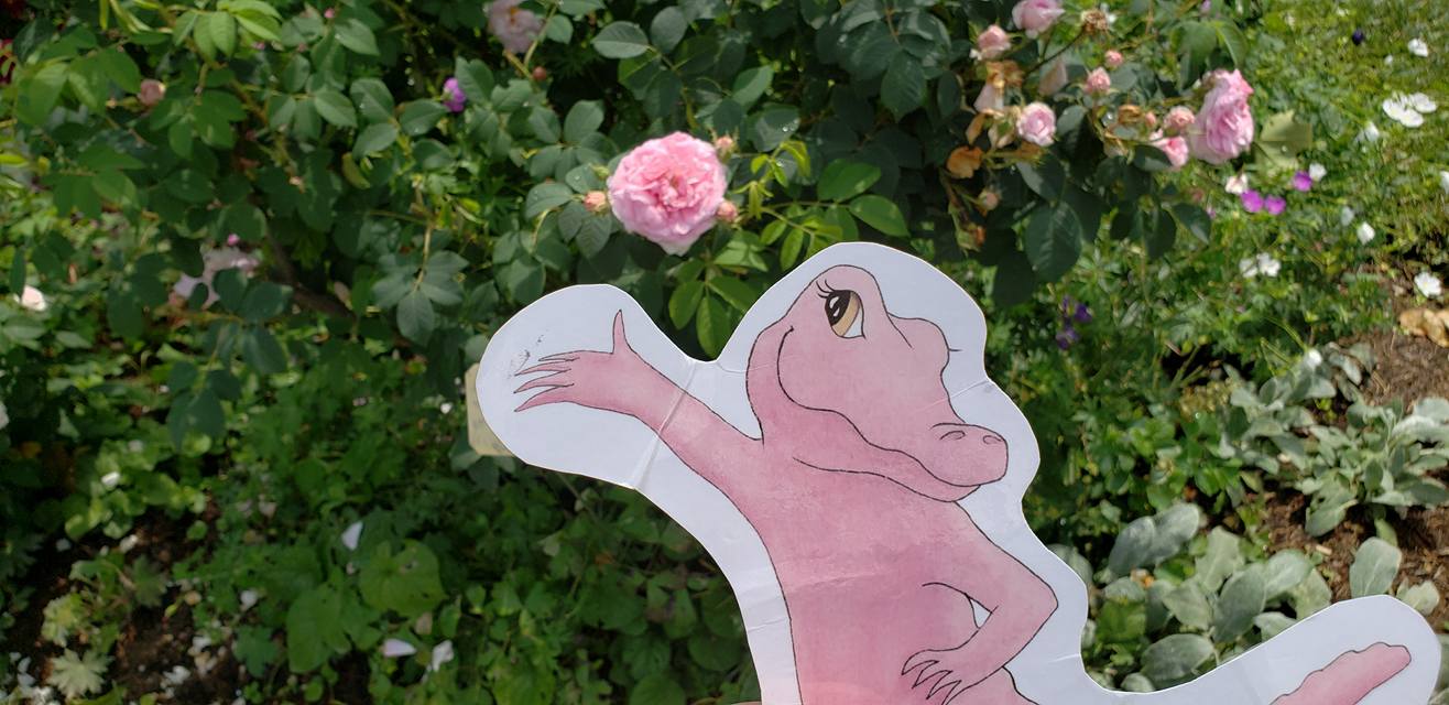 Flat Rose Travels Landy Graz Austria Roses June 2018