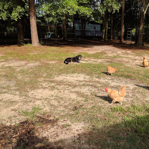 TJ and chickens June 2019