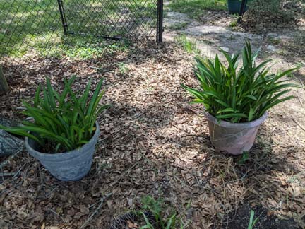 Foster Plants June 2022 smaller