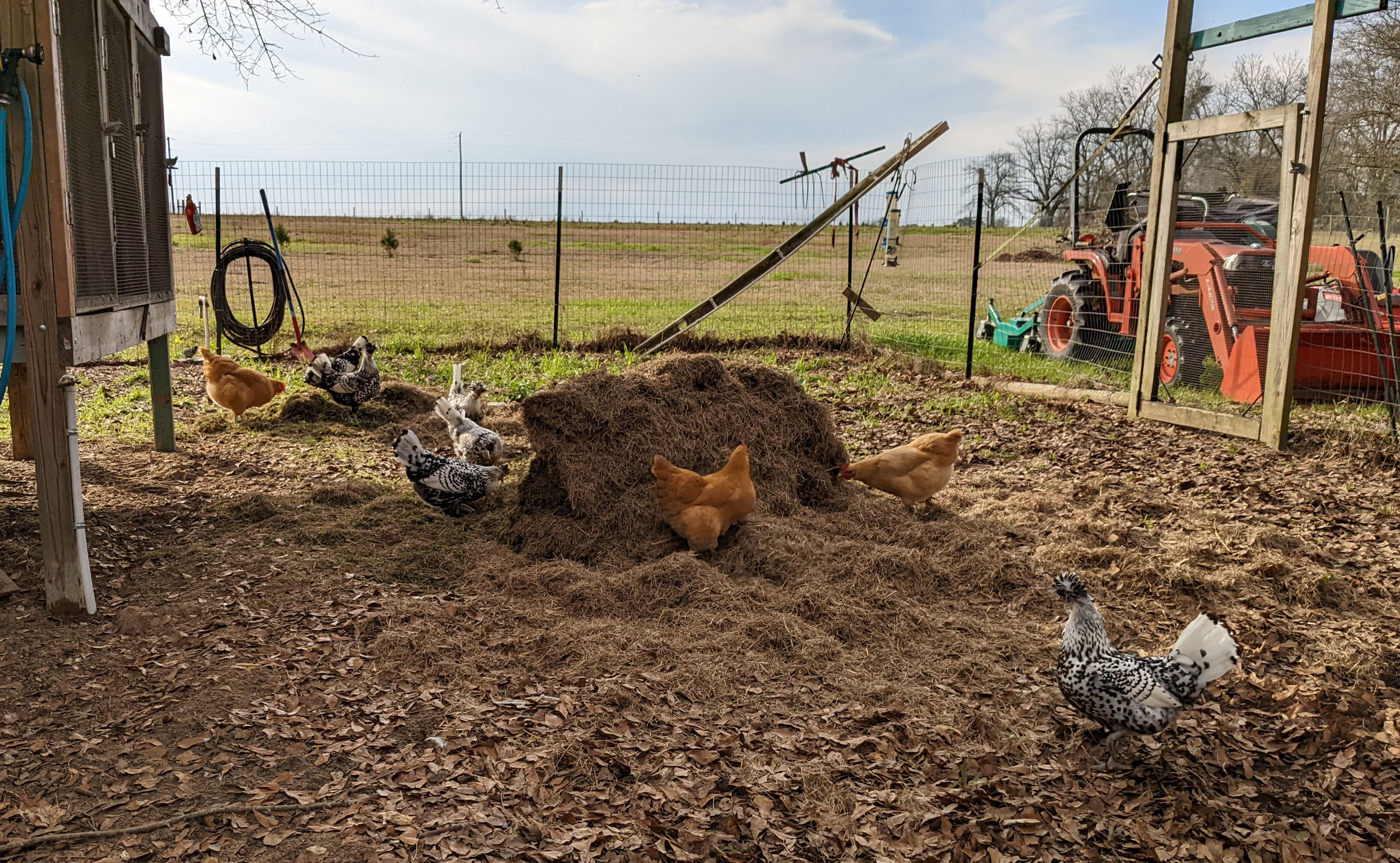 Chickens with grass Jan 2023 clipped