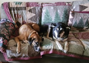 TJ and Toby Dogs Sofa August National Dog Month