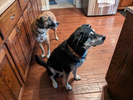 Kitchen Sentries Mar 2024 smaller