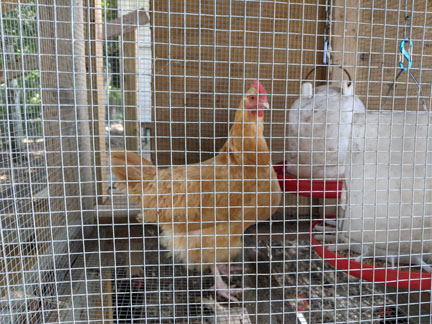 Bitter-barn-smaller-1